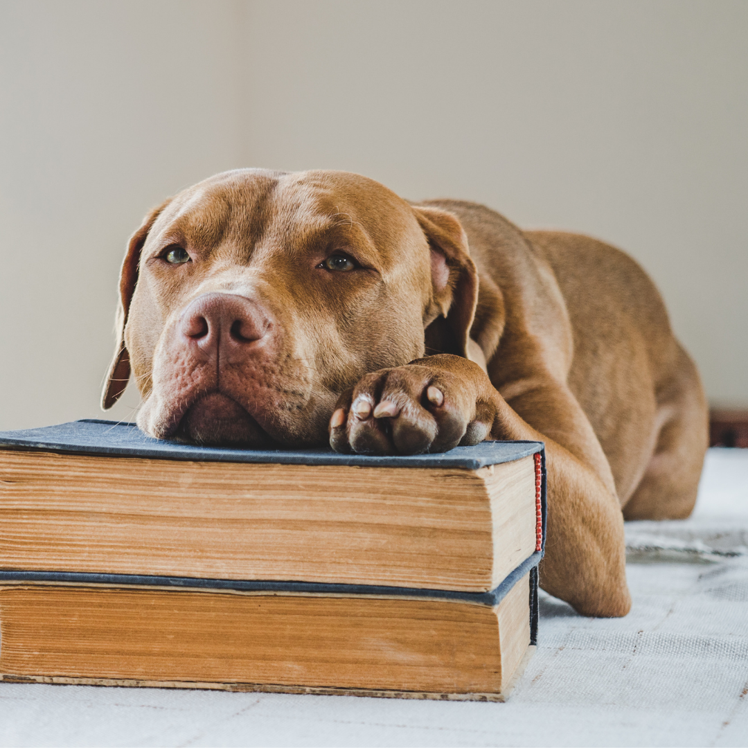 DARG ONLINE SHOP VOUCHER