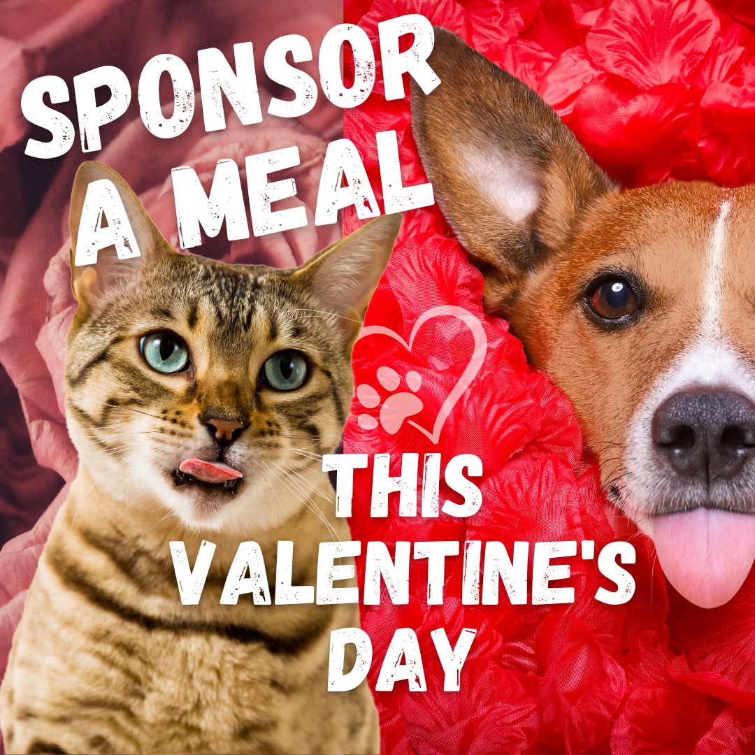 SPONSOR A VALENTINE'S MEAL