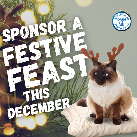 DONATE A FESTIVE FEAST TO A DARG CAT