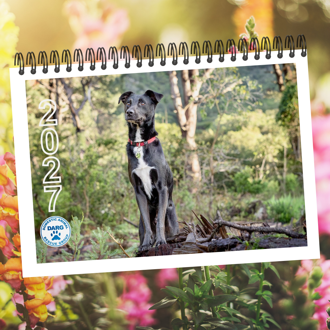 DARG 2027 CALENDAR